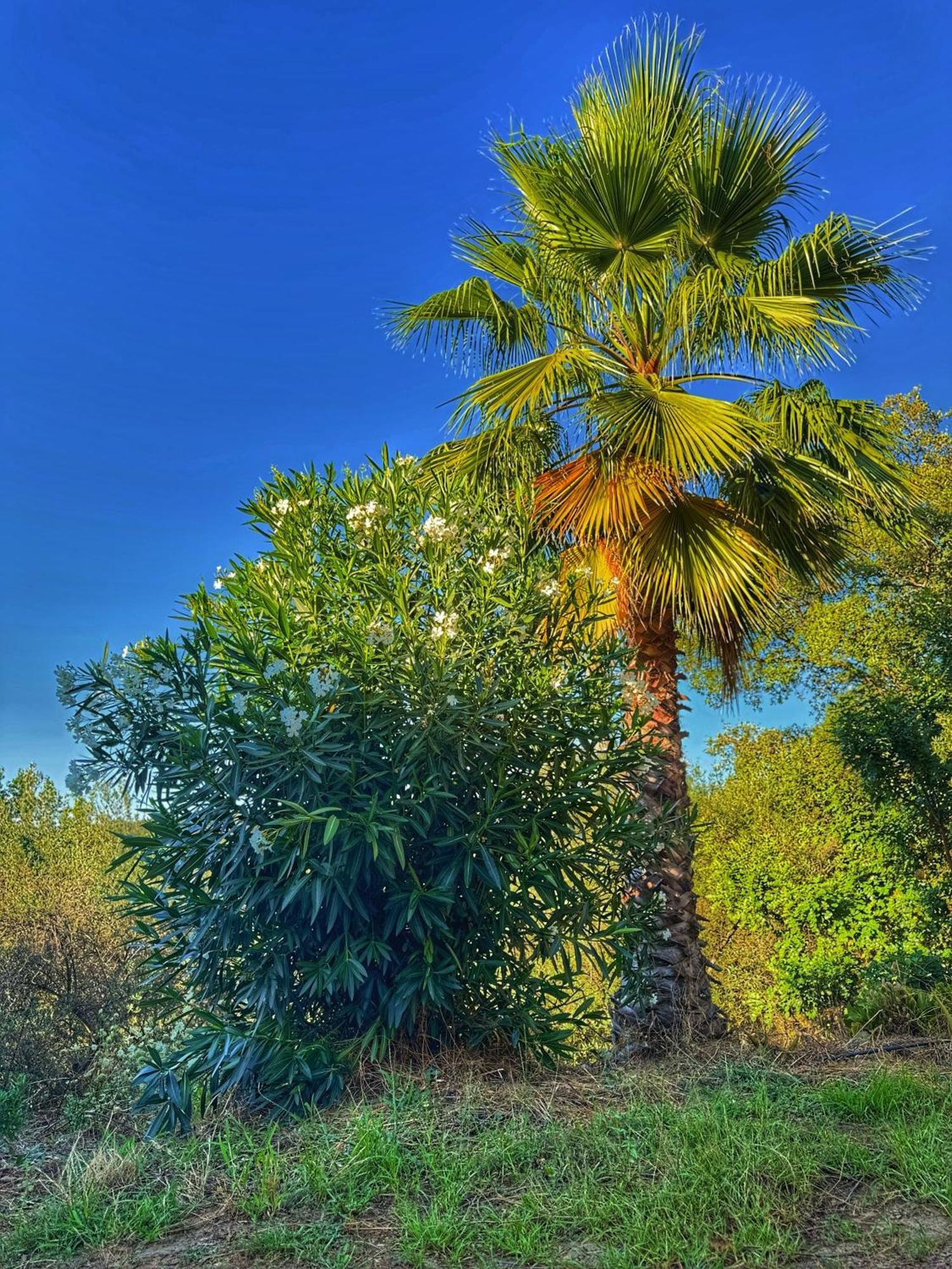 Finca Charco La Olla Jabugo Exteriér fotografie
